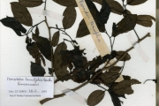<strong>Annonaceae - Monodora - Monodora tenuifolia Benth.</strong><br />© hnb
