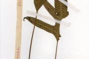 <strong>Polypodiaceae - Phymatosorus - Phymatosorus scolopendria (Burm.f.) Pic.Serm.</strong><br />© hnb