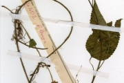 <strong>Urticaceae - Laportea - Laportea ovalifolia (Schum. & Thonn.) Chew</strong><br />© hnb