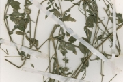 <strong>Acanthaceae - Dicliptera - Dicliptera adusta Lindau</strong><br />© hnb