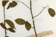 <strong>Rhamnaceae - Ziziphus - Ziziphus mucronata Willd.</strong><br />© hnb