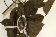 <strong>Leguminosae-Papilionoideae - Centrosema - Centrosema pubescens Benth.</strong><br />© hnb