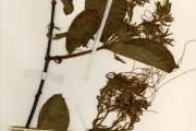 <strong>Apocynaceae - Strophanthus - Strophanthus hispidus DC.</strong><br />© hnb