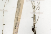 <strong>Rubiaceae - Kohautia - Kohautia tenuis (Bowdich) Mabb.</strong><br />© hnb
