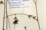 <strong>Leguminosae-Papilionoideae - Eriosema - Eriosema psoraleoides (Lam.) G.Don</strong><br />© hnb