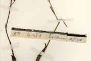 <strong>Asteraceae - Lactuca - Launaea nudicaulis (L.) Hook.f.</strong><br />© hnb