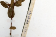 <strong>Thymelaeaceae - Synaptolepis - Synaptolepis retusa H.Pearson</strong><br />© hnb