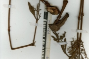 <strong>Vitaceae - Cyphostemma - Cyphostemma crotalarioides (Planch.) Desc. ex Willd. & Drumm.</strong><br />© hnb