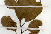 <strong>Myrtaceae - Syzygium - Syzygium guineense (Willd.) DC.</strong><br />© hnb