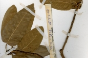 <strong>Moraceae - Ficus - Ficus ingens (Miq.) Miq.</strong><br />© hnb