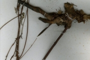 <strong>Leguminosae-Papilionoideae - Sphenostylis - Sphenostylis schweinfurthii Harms</strong><br />© hnb