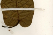 <strong>Moraceae - Ficus - Ficus platyphylla Delile</strong><br />© hnb