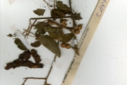 <strong>Capparidaceae - Maerua - Maerua angolensis DC.</strong><br />© hnb