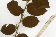 <strong>Tiliaceae - Grewia - Grewia barteri Burret</strong><br />© hnb