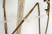 <strong>Orchidaceae - Eulophia - Eulophia cristata (Sw.) Steud.</strong><br />© hnb