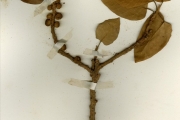 <strong>Moraceae - Ficus - Ficus ingens (Miq.) Miq.</strong><br />© hnb