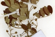 <strong>Leguminosae-Papilionoideae - Bobgunnia - Bobgunnia madagascariensis (Desv.) J.H.Kirkbr.</strong><br />© hnb