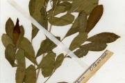 <strong>Ochnaceae - Ochna - Ochna rhizomatosa (Tiegh.) Keay</strong><br />© hnb