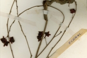 <strong>Ochnaceae - Ochna - Ochna rhizomatosa (Tiegh.) Keay</strong><br />© hnb