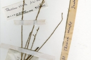 <strong>Santalaceae - Thesium - Thesium viride A.W.Hill</strong><br />© hnb