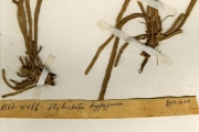 <strong>Araceae - Stylochaeton - Stylochaeton hypogaeus Lepr.</strong><br />© hnb