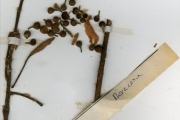 <strong>Moraceae - Ficus - Ficus glumosa Delile</strong><br />© hnb