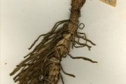 <strong>Araceae - Stylochaeton - Stylochaeton hypogaeus Lepr.</strong><br />© hnb