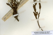 <strong>Thymelaeaceae - Gnidia - Gnidia kraussiana Meisn.</strong><br />© hnb