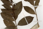 <strong>Rubiaceae - Pouchetia - Pouchetia africana A.Rich. ex DC.</strong><br />© hnb