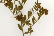 <strong>Polygalaceae - Securidaca - Securidaca longipedunculata Fresen.</strong><br />© hnb