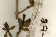 <strong>Rubiaceae - Gardenia - Gardenia ternifolia Schumach. & Thonn.</strong><br />© hnb