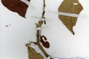 <strong>Rubiaceae - Gardenia - Gardenia erubescens Stapf & Hutch.</strong><br />© hnb