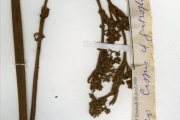 <strong>Vitaceae - Cyphostemma - Cyphostemma junceum (Webb) Desc.</strong><br />© hnb