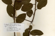 <strong>Capparidaceae - Capparis - Capparis tomentosa Lam.</strong><br />© hnb