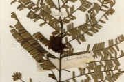 <strong>Leguminosae-Mimosoideae - Parkia - Parkia biglobosa (Jacq.) R.Br. ex G.Don</strong><br />© hnb