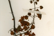 <strong>Leguminosae-Caesalpinioideae - Cassia - Cassia sieberiana DC.</strong><br />© hnb