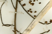 <strong>Moraceae - Ficus - Ficus glumosa Delile</strong><br />© hnb