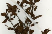 <strong>Olacaceae - Ximenia - Ximenia americana L.</strong><br />© hnb