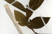 <strong>Rubiaceae - Ixora - Ixora brachypoda DC.</strong><br />© hnb