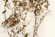 <strong>Gentianaceae - Canscora - Canscora decussata (Roxb.) Roem. & Schult.</strong><br />© hnb