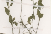 <strong>Acanthaceae - Lepidagathis - Lepidagathis alopecuroides (Vahl) R.Br. ex Griseb.</strong><br />© hnb