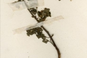 <strong>Euphorbiaceae - Phyllanthus - Phyllanthus braunii Pax</strong><br />© hnb
