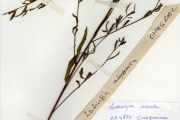 <strong>Onagraceae - Ludwigia - Ludwigia abyssinica A.Rich.</strong><br />© hnb