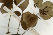 <strong>Myrtaceae - Syzygium - Syzygium guineense (Willd.) DC.</strong><br />© hnb