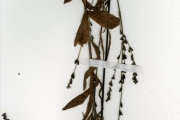 <strong>Scrophulariaceae - Buchnera - Buchnera leptostachya Benth.</strong><br />© hnb