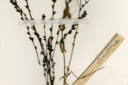 <strong>Scrophulariaceae - Buchnera - Buchnera leptostachya Benth.</strong><br />© hnb