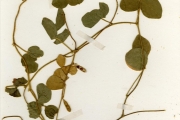 <strong>Leguminosae-Papilionoideae - Calopogonium - Calopogonium mucunoides Desv.</strong><br />© hnb