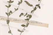 <strong>Acanthaceae - Nelsonia - Nelsonia canescens (Lam.) Spreng.</strong><br />© hnb