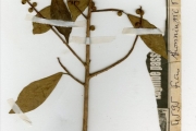 <strong>Moraceae - Ficus - Ficus thonningii Blume</strong><br />© hnb