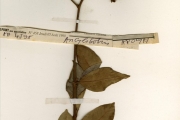 <strong>Apocynaceae - Ancylobotrys - Ancylobotrys amoena Hua</strong><br />© hnb